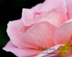 A pink rose with a touch of yellow at the base.